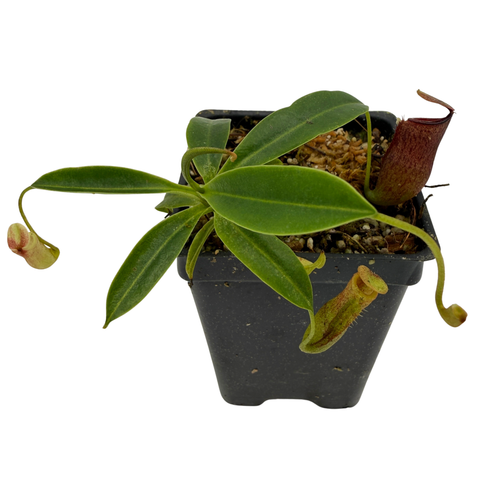 A small potted carnivorous pitcher plant with green leaves and reddish-green pitchers in a black plastic nursery pot, isolated on a white background.