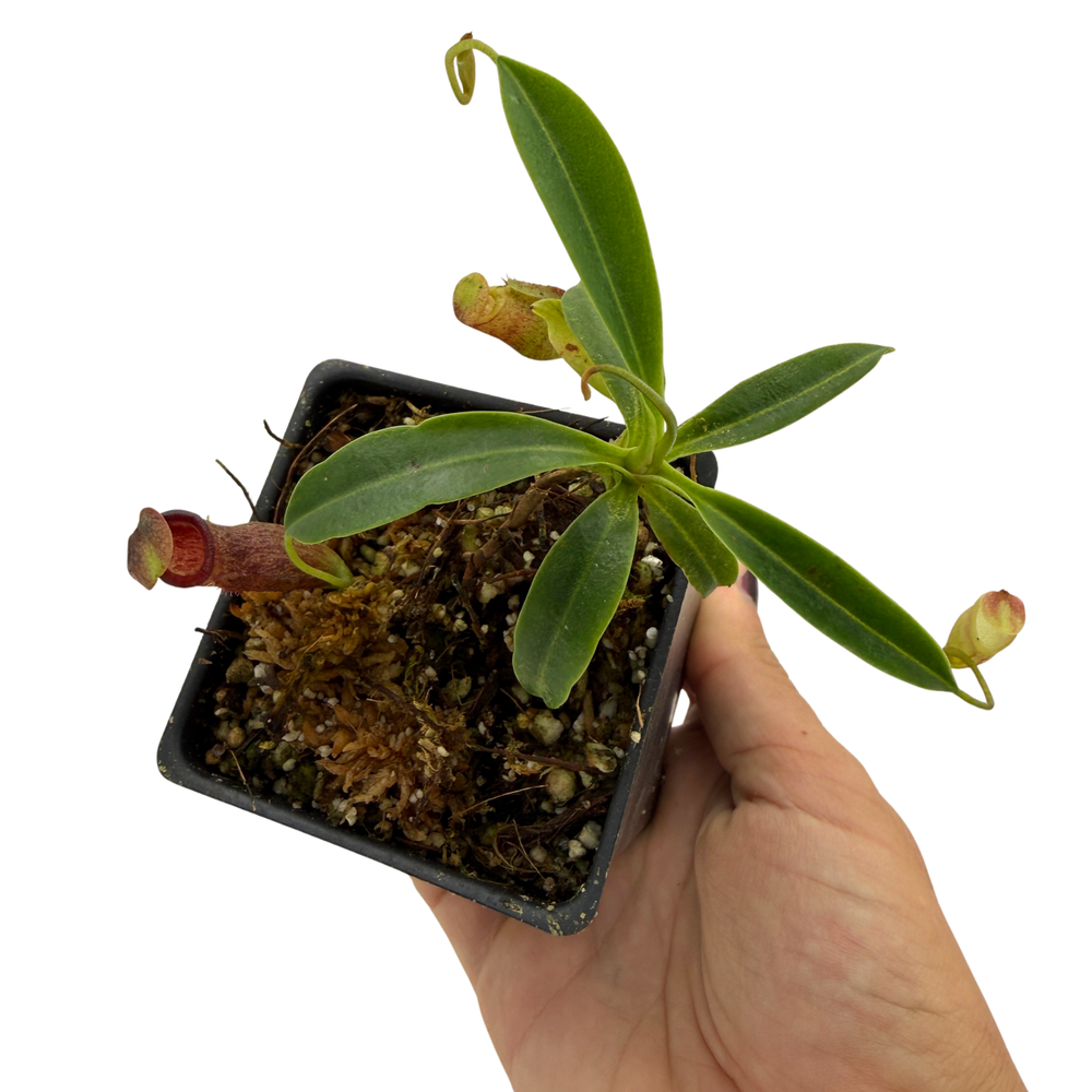 Nepenthes campanulata x (lowii x jacquelineae), CAR-1123 – Carnivero
