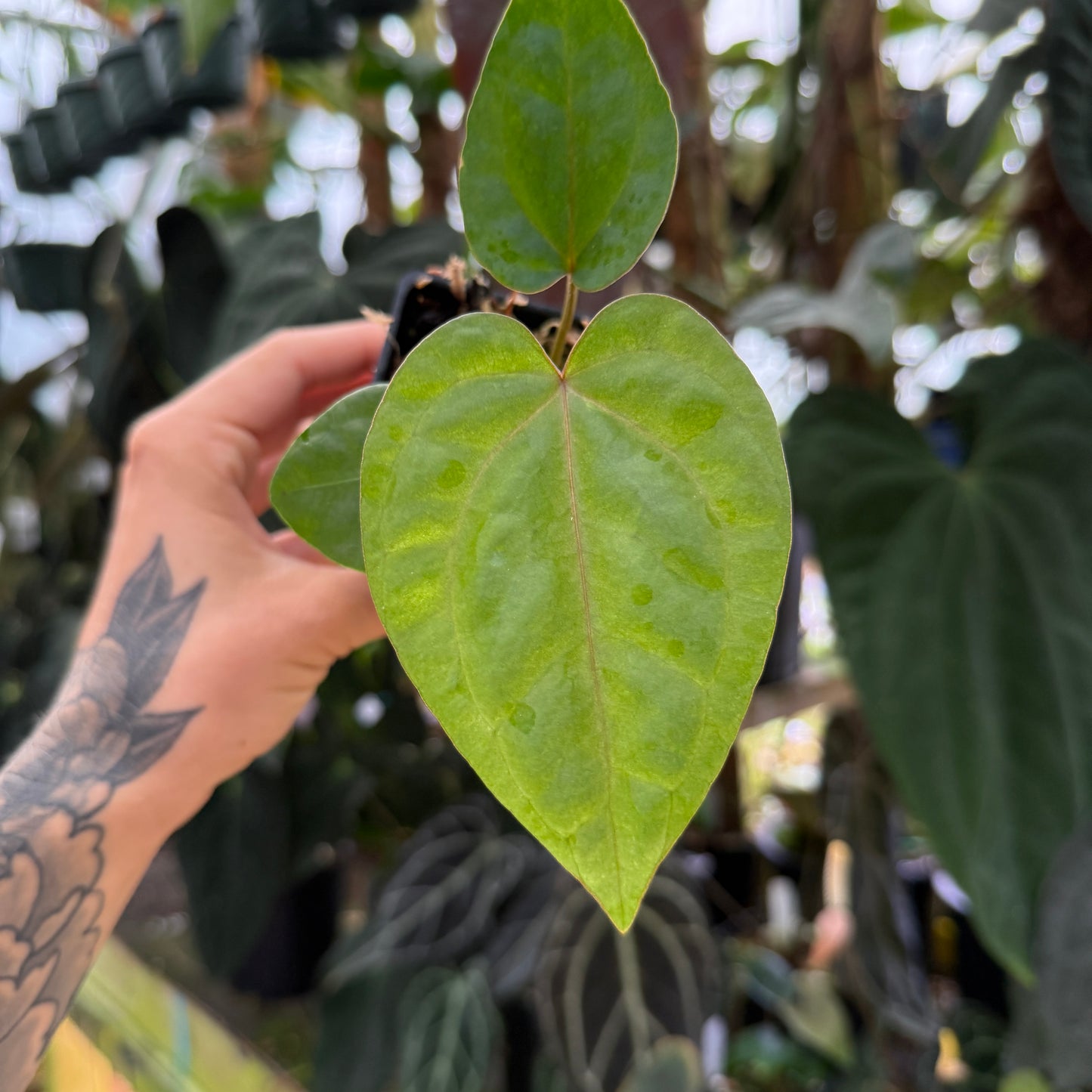 Hand holding a large green leaf with a blurred plant background
