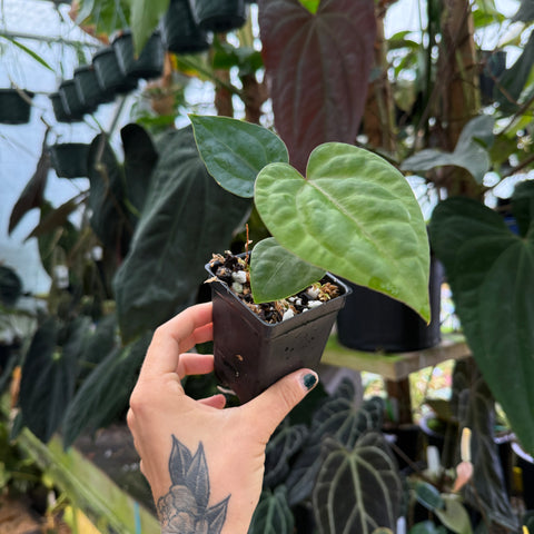 Hand holding a small potted plant with a blurred plant nursery background