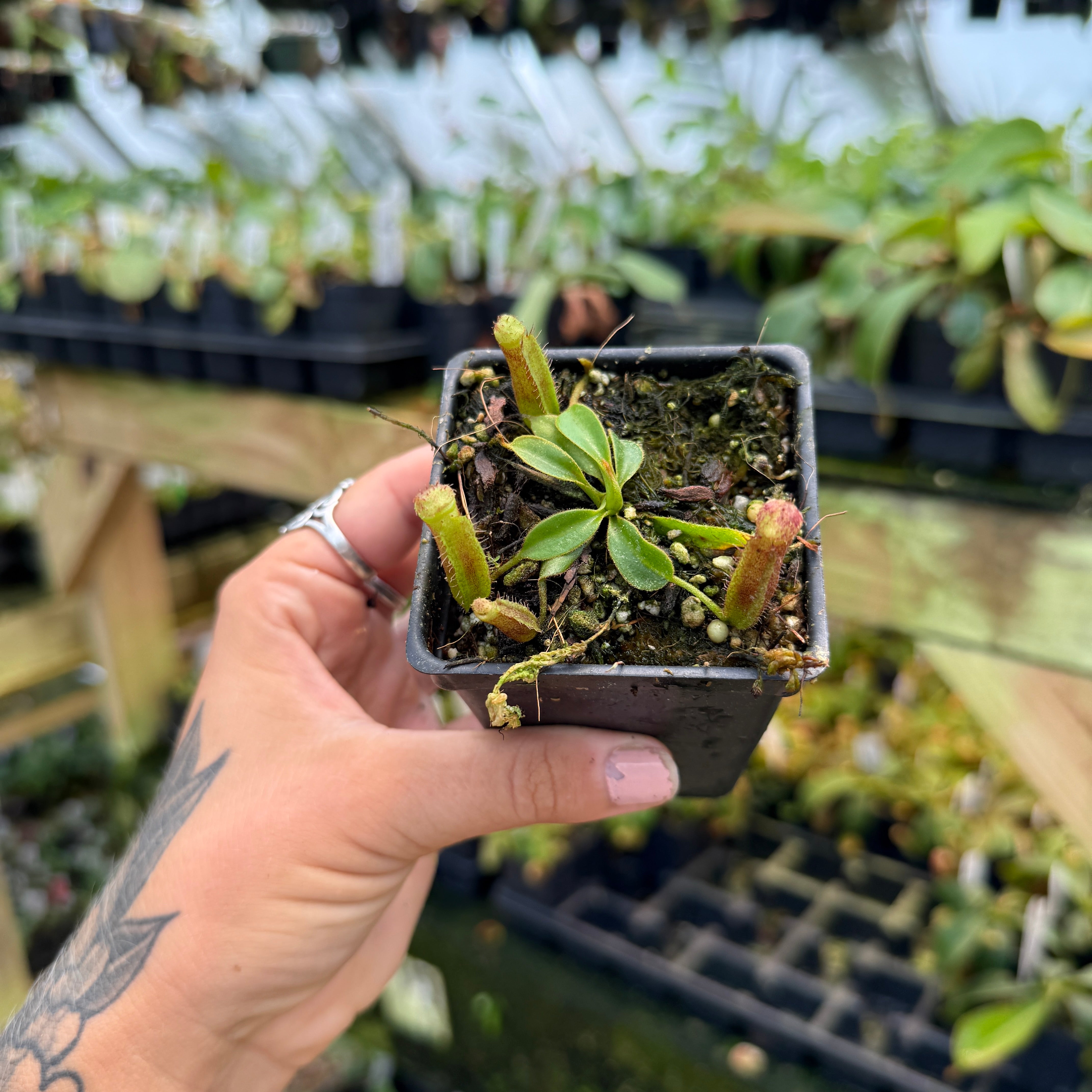 Nepenthes (veitchii x lowii) x (robcantleyi x veitchii) - BB, CAR