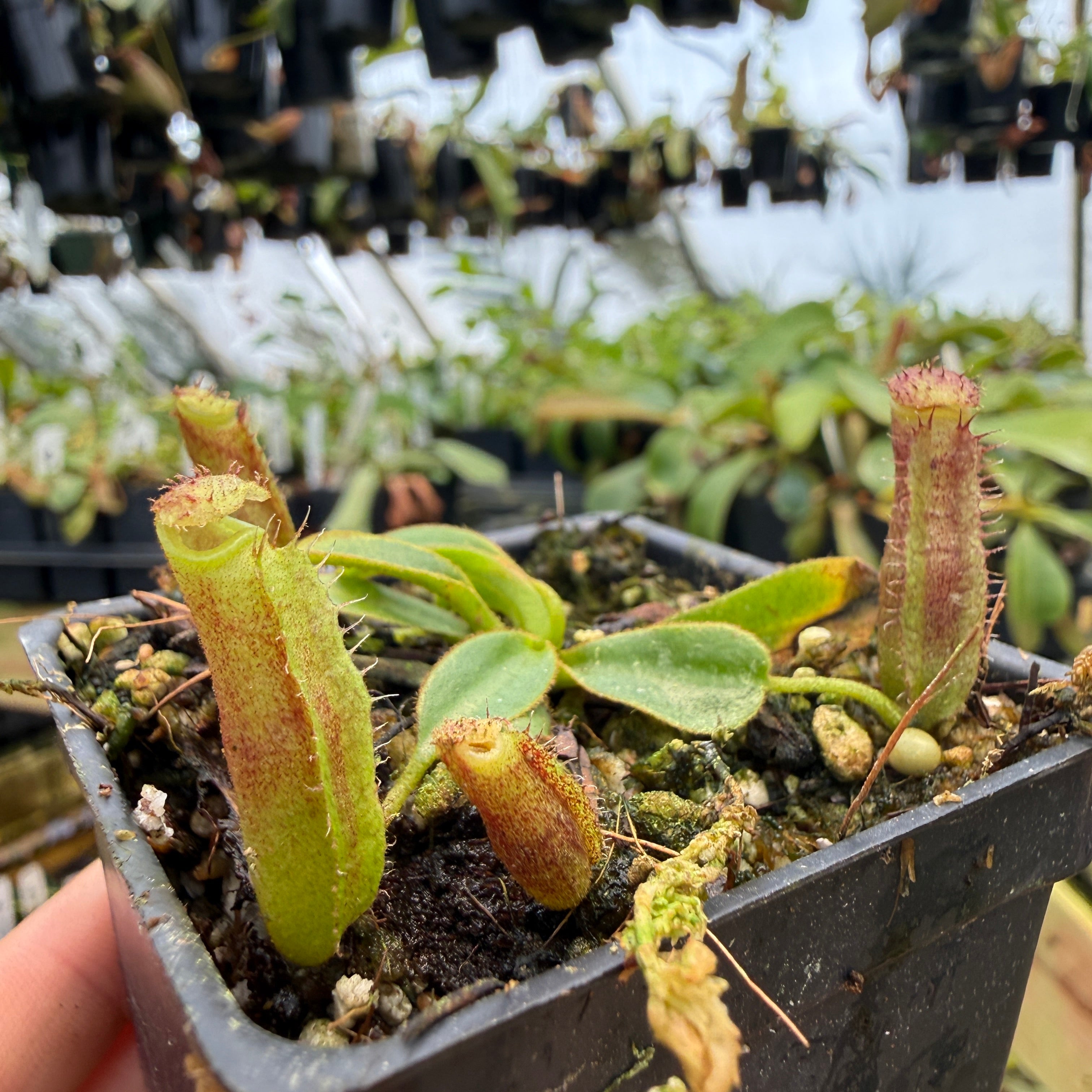 Nepenthes (veitchii x lowii) x (robcantleyi x veitchii) - BB, CAR