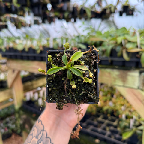 Nepenthes (veitchii x lowii) x (robcantleyi x veitchii) - BB, CAR-1137