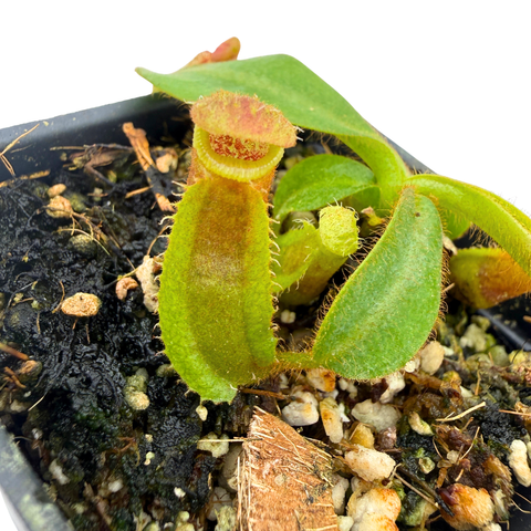 Nepenthes veitchii ('Geoff Wong' x 'Cobra'), CAR-1143