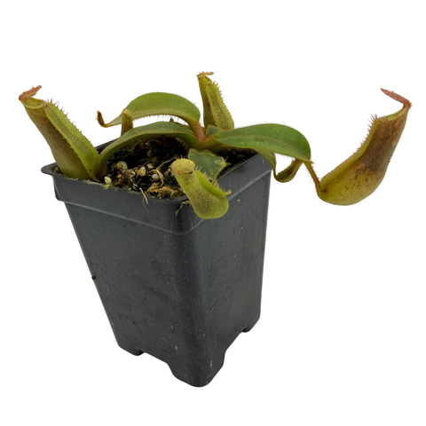 Potted carnivorous plant with open traps on a white background