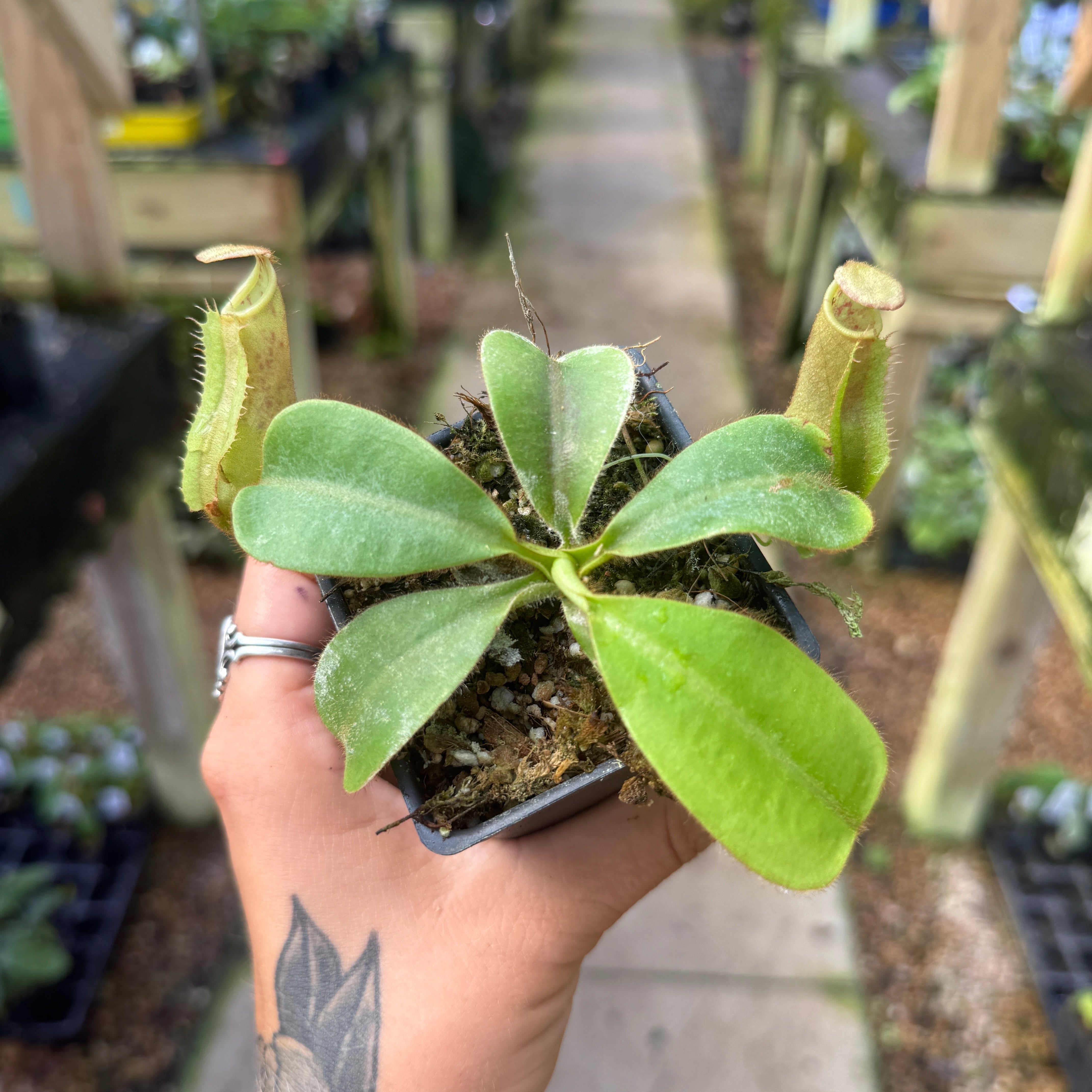 Nepenthes veitchii ( 'Candy CK' x 'Candy Dreams'), CAR-1146