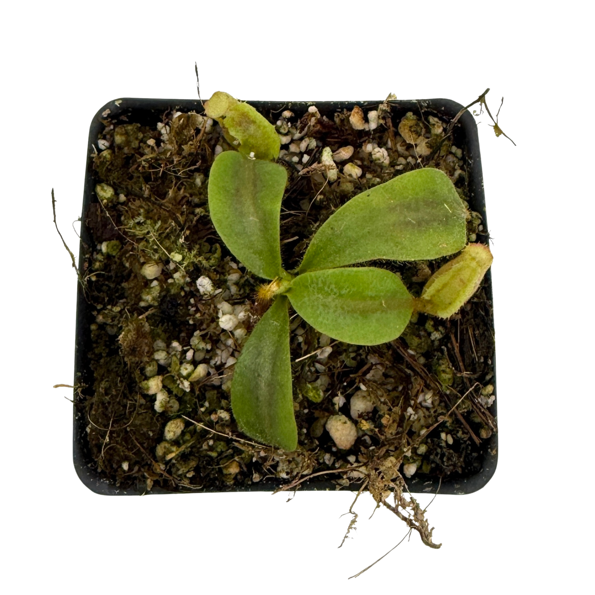 Nepenthes veitchii ( 'Candy CK' x 'Candy Dreams'), CAR-1146