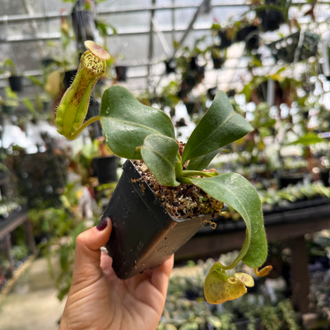A hand holding a small potted pitcher plant with green leaves and yellow-green tubers in a black plastic pot, photographed in a greenhouse with other plants blurred in the background.