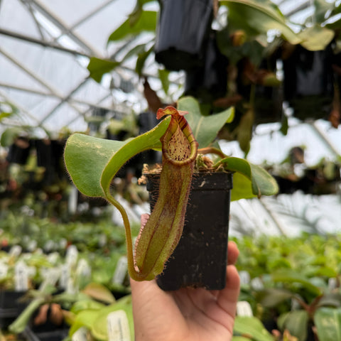 Nepenthes (maxima x veitchii 'Candy CK') x veitchii 'Candy Dreams', CAR-1148