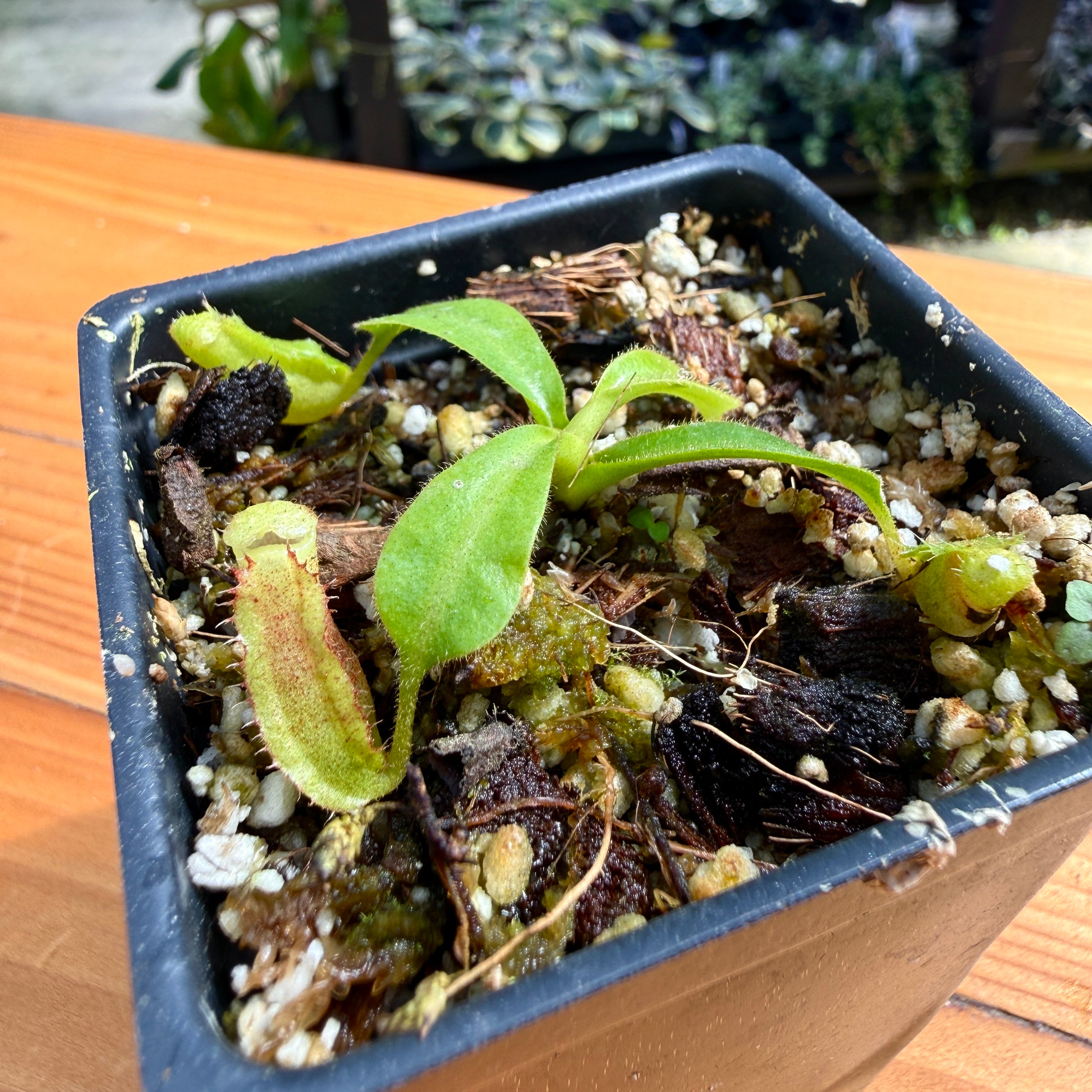 Nepenthes veitchii 'Big Mama' x lowii, CAR-1150 – Carnivero