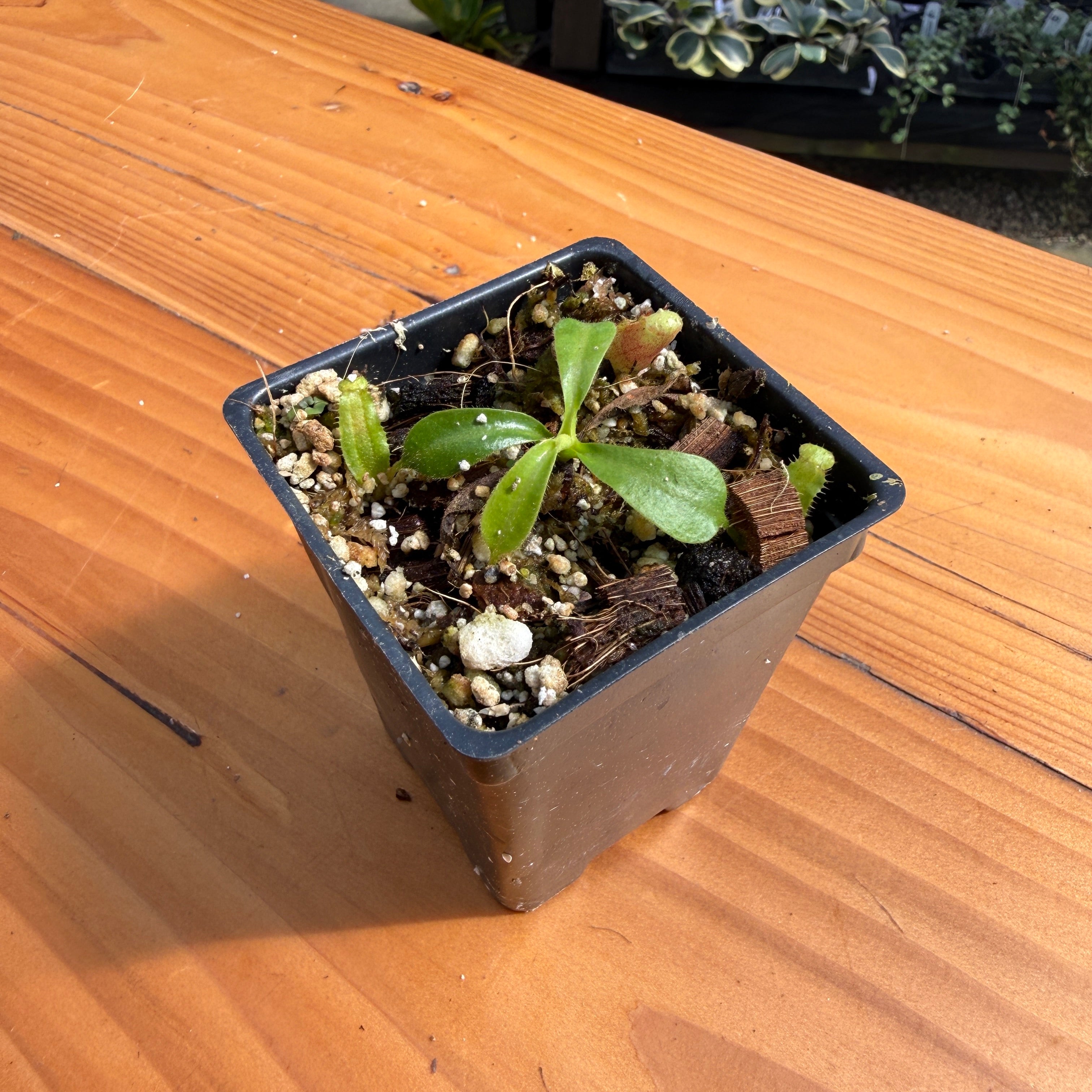 Nepenthes veitchii 'Big Mama' x lowii, CAR-1150 – Carnivero