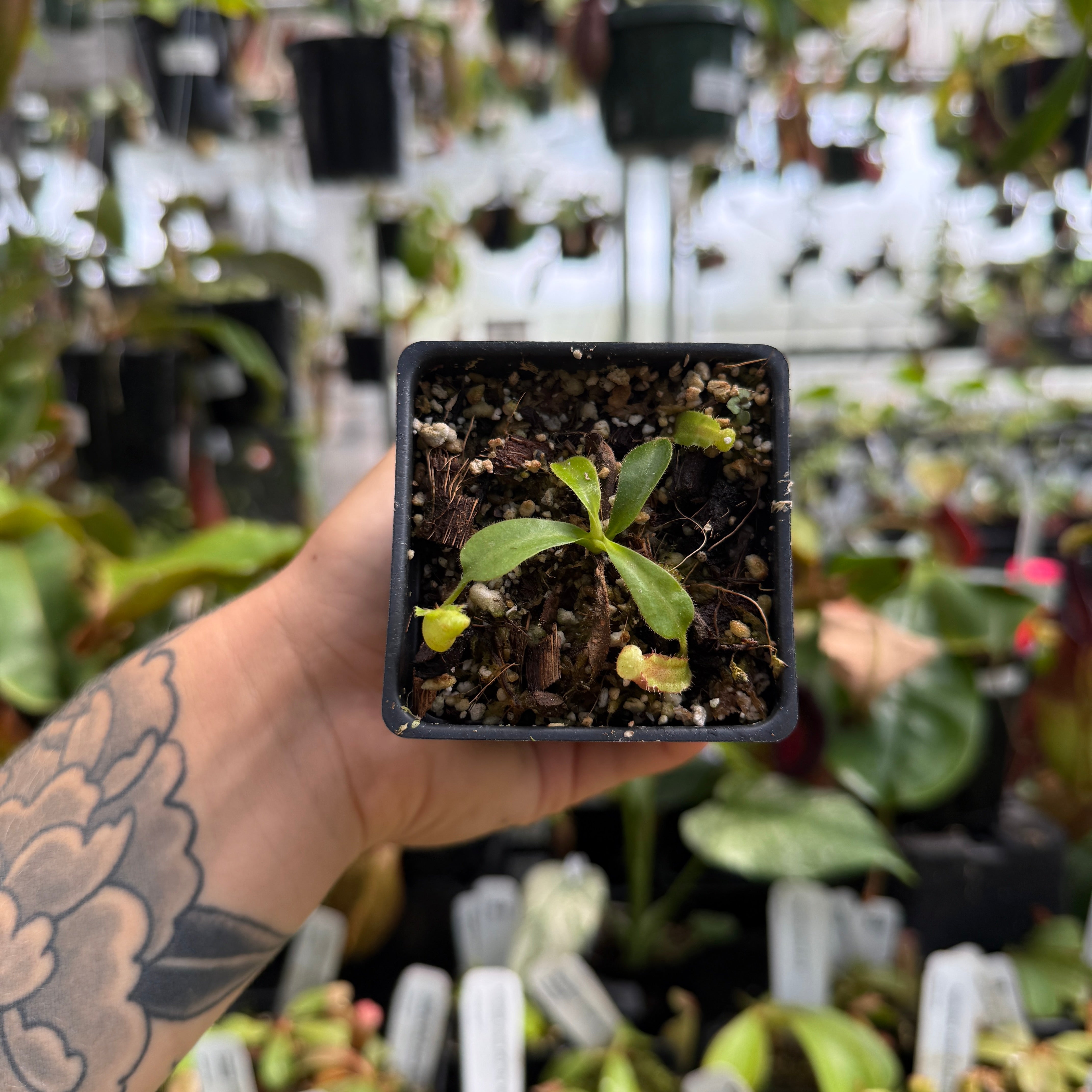 Nepenthes veitchii 'Big Mama' x lowii, CAR-1150 – Carnivero