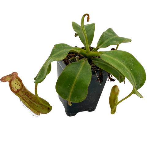 Potted carnivorous plant with large green leaves and a smaller one with a red interior on a white background.