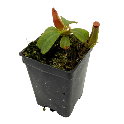 Potted plant with green leaves on a white background