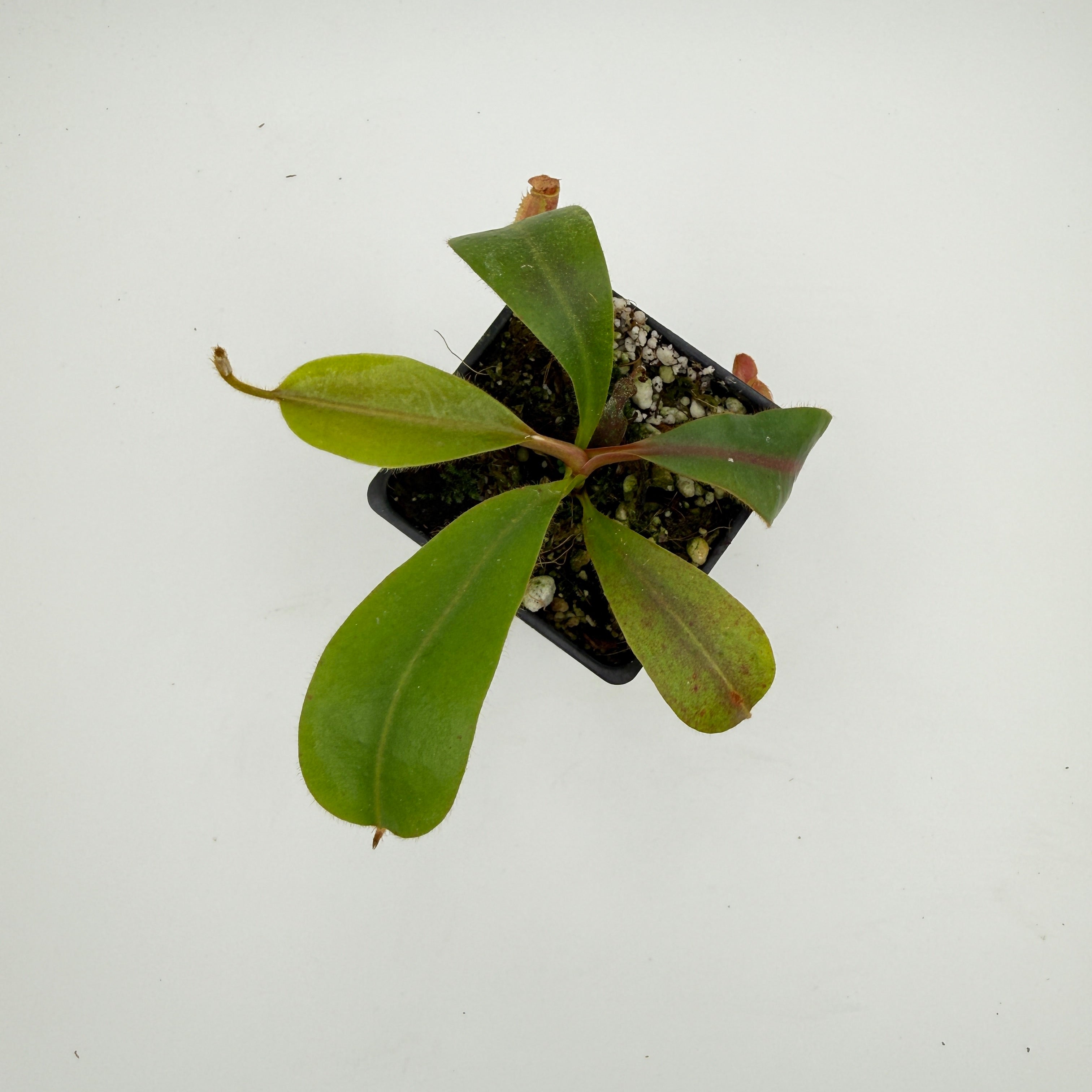 Nepenthes [(lowii x veitchii) x boschiana] 
