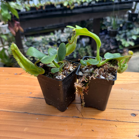 Two small potted carnivorous plants in black plastic starter pots, sitting on a wooden table with a blurred greenhouse background.