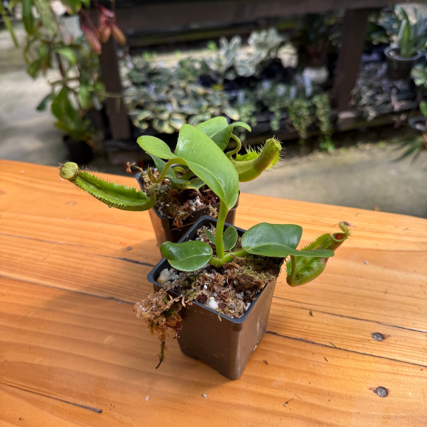 A small potted Nepenthes carnivorous plant in a square black plastic pot, sitting on a wooden table with other plants in the background.
