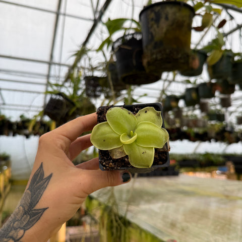 top view of a pinguicula with a few bugs stuck to the leaves