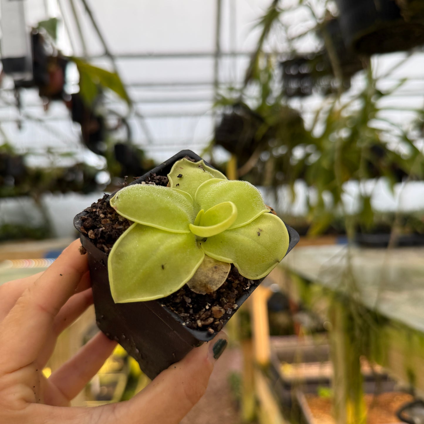 close up of pinguicula with a few bugs stuck to the leaves