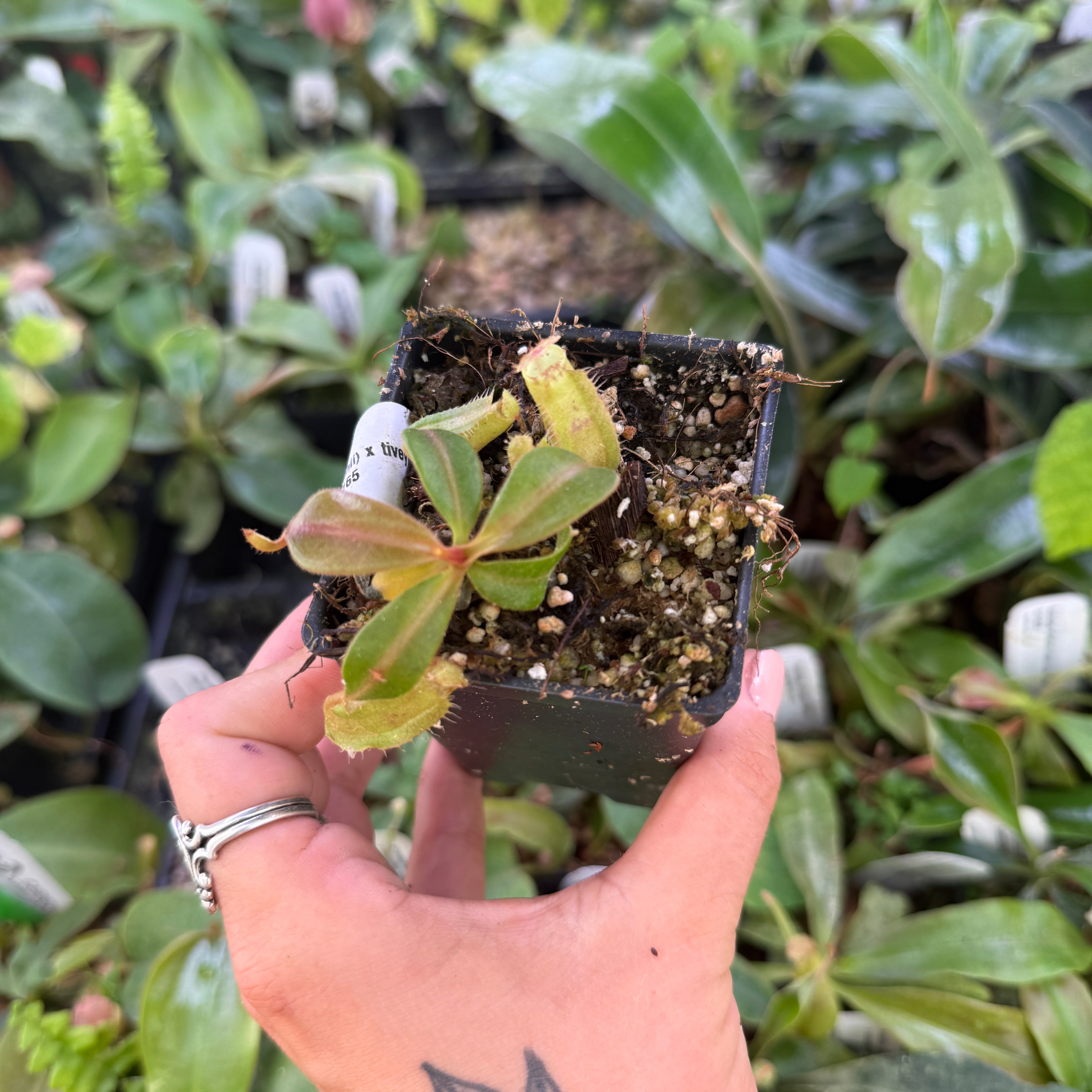 Nepenthes [(lowii x veitchii) x tiveyi] x (truncata x ovata), CAR