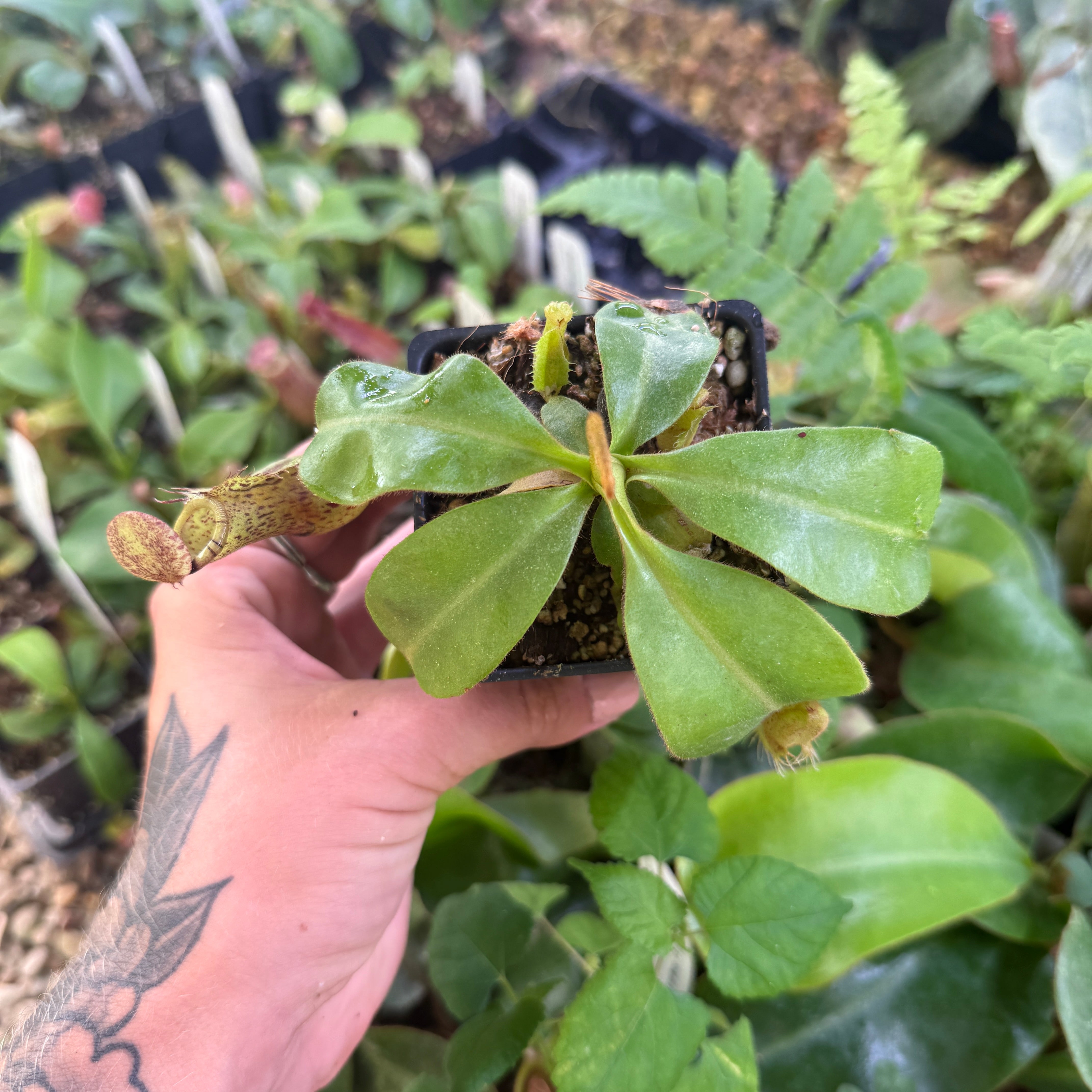 Nepenthes [(lowii x veitchii) x tiveyi] x (truncata x ovata), CAR