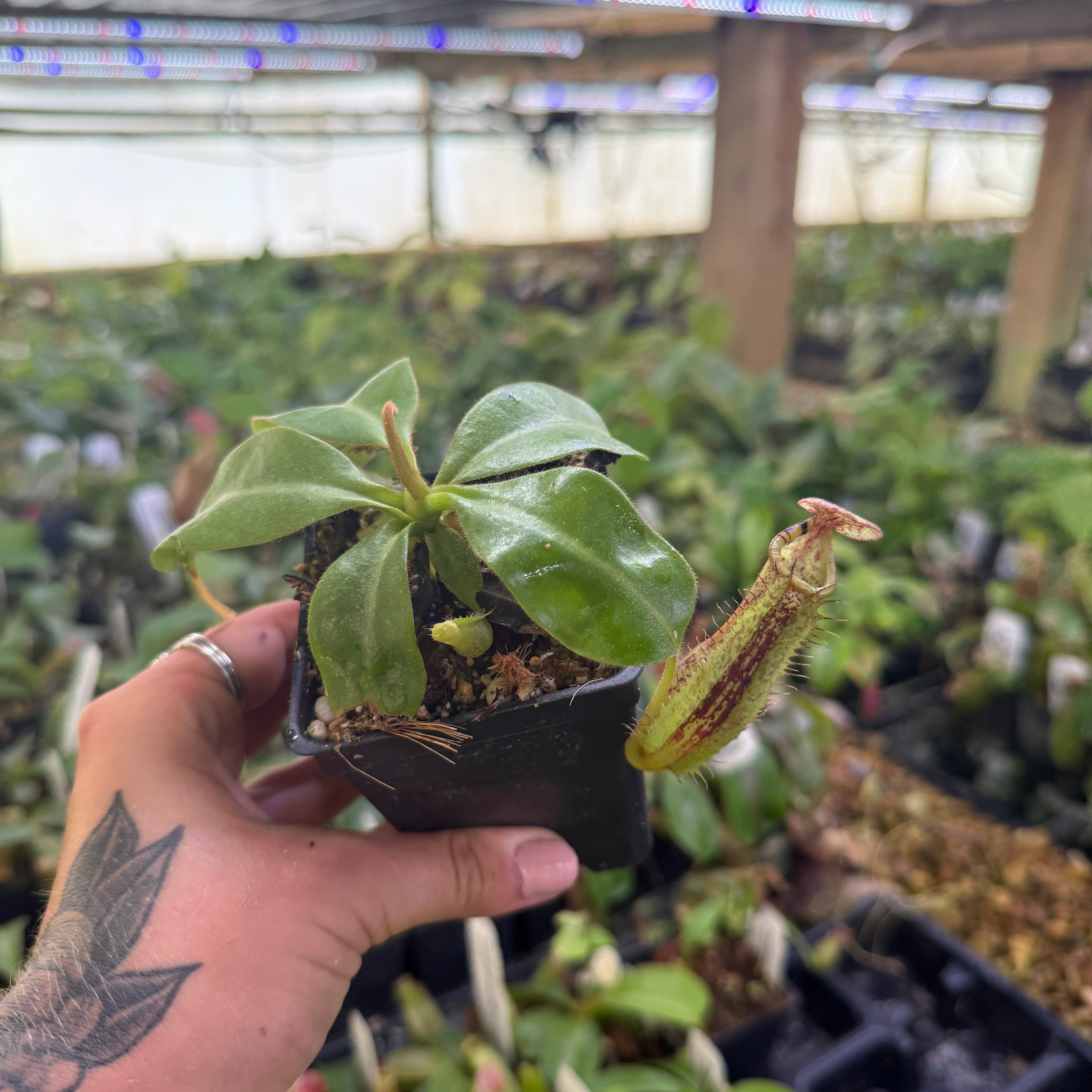 Nepenthes [(lowii x veitchii) x tiveyi] x (truncata x ovata), CAR