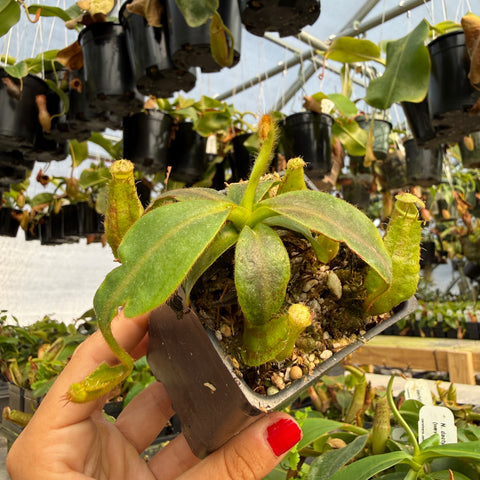 Nepenthes Tiveyi 'EP Best' x {'Song of Melancholy' x [(lowii x veitchii) x boschiana)}, CAR-1167