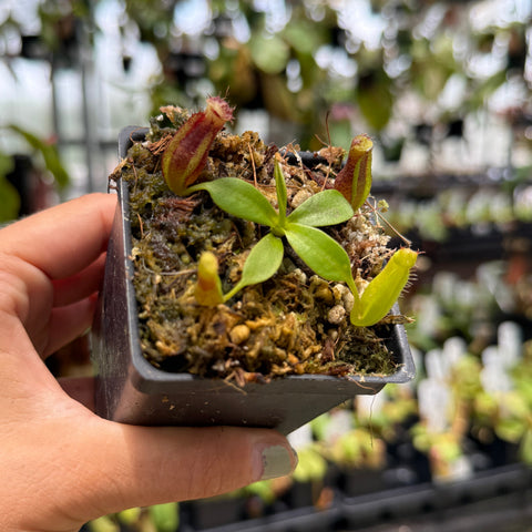 extra small nepenthes in a pot