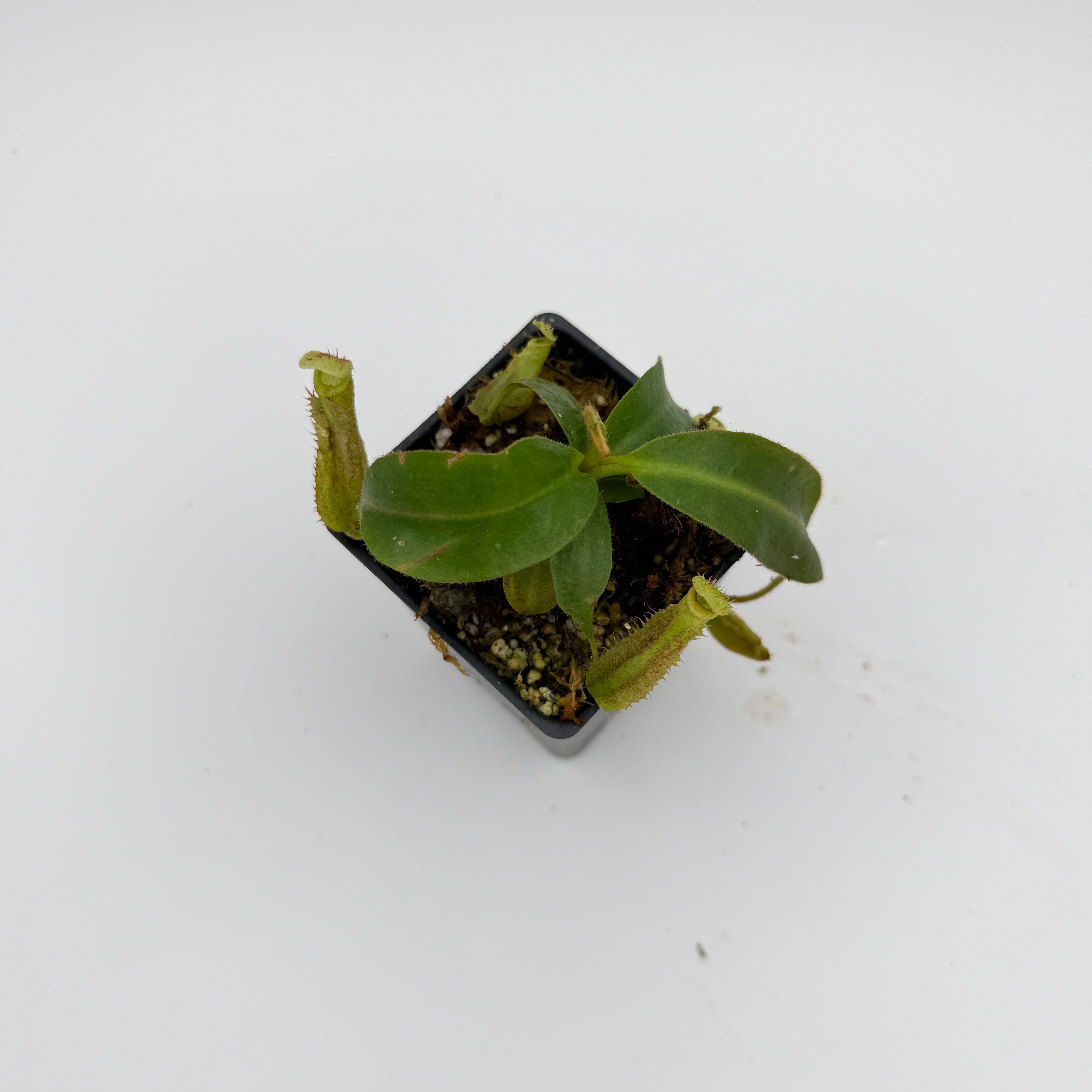 Nepenthes mollis x (maxima x veitchii), CAR-1171 – Carnivero