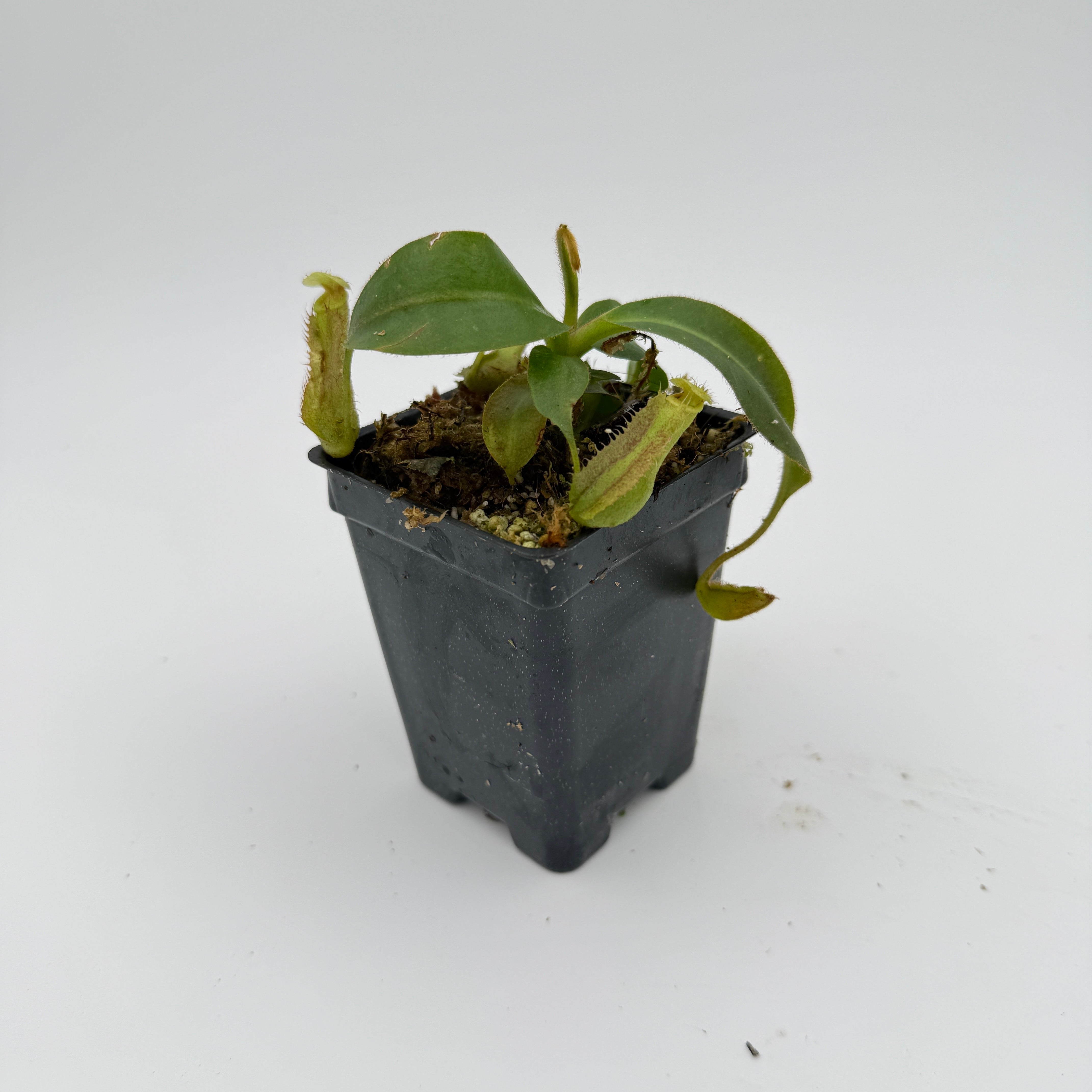 Nepenthes mollis x (maxima x veitchii), CAR-1171 – Carnivero