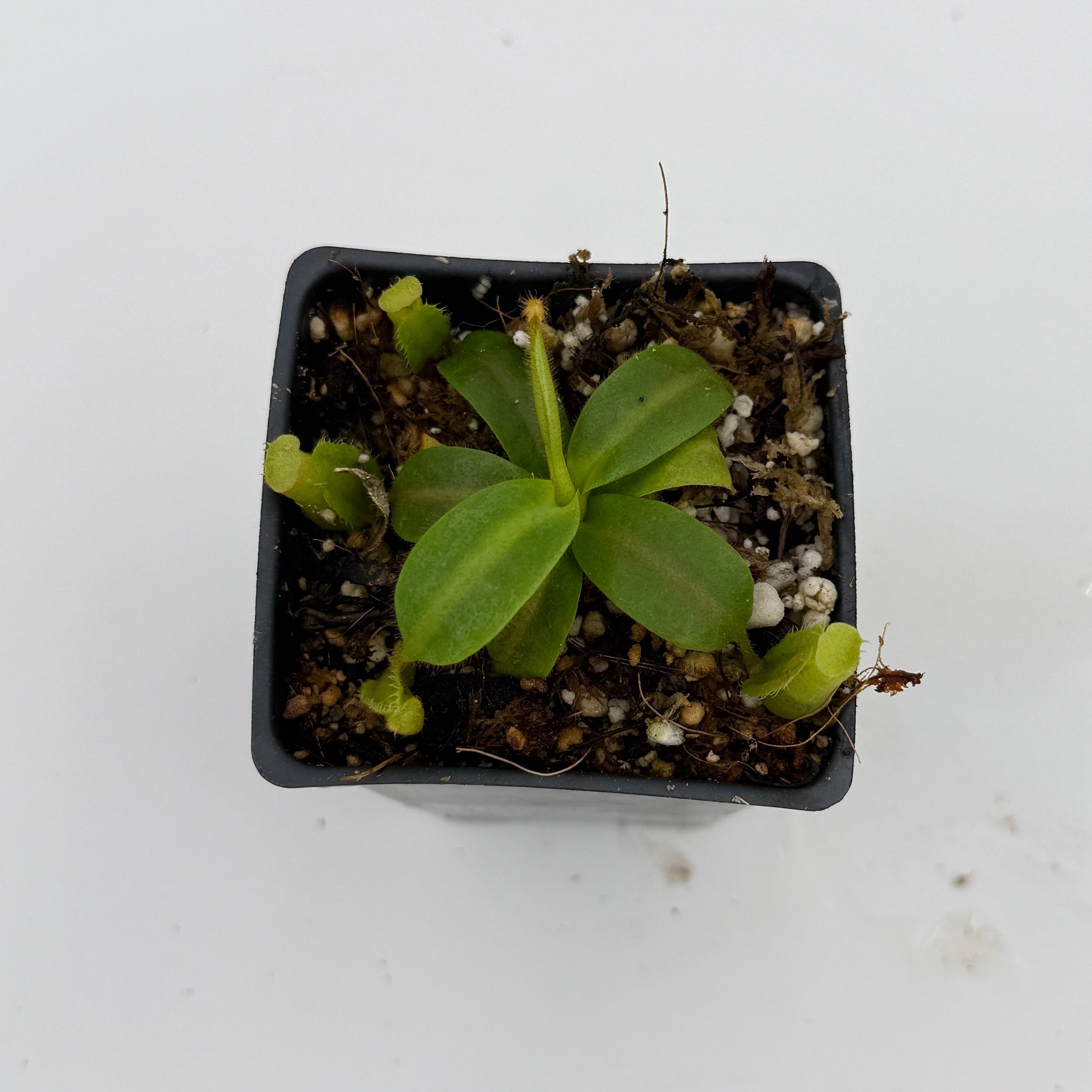 Nepenthes mollis x (maxima x veitchii), CAR-1171 – Carnivero