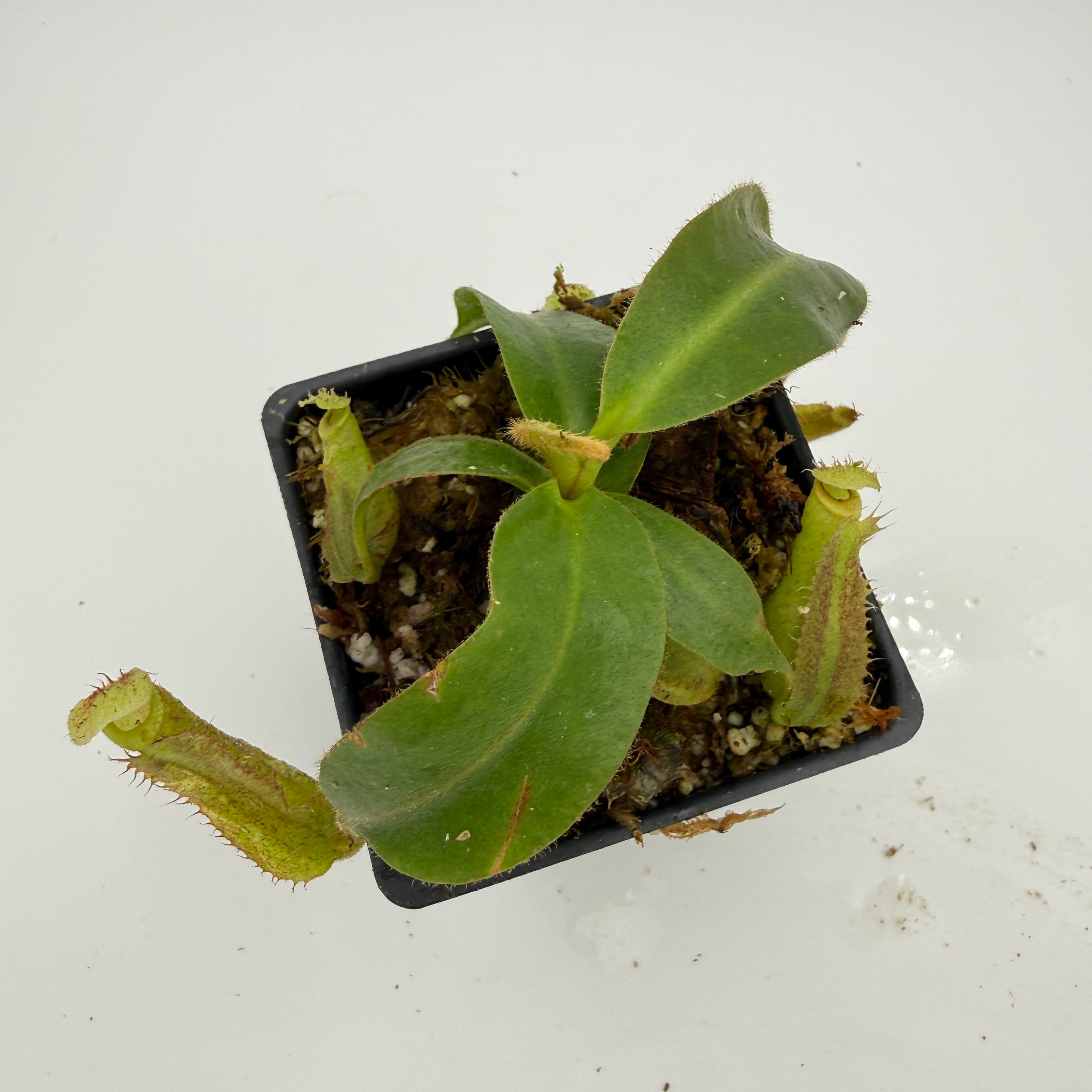 Nepenthes mollis x (maxima x veitchii), CAR-1171 – Carnivero