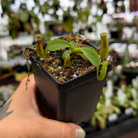 green and red extra small nepenthes in a black pot 