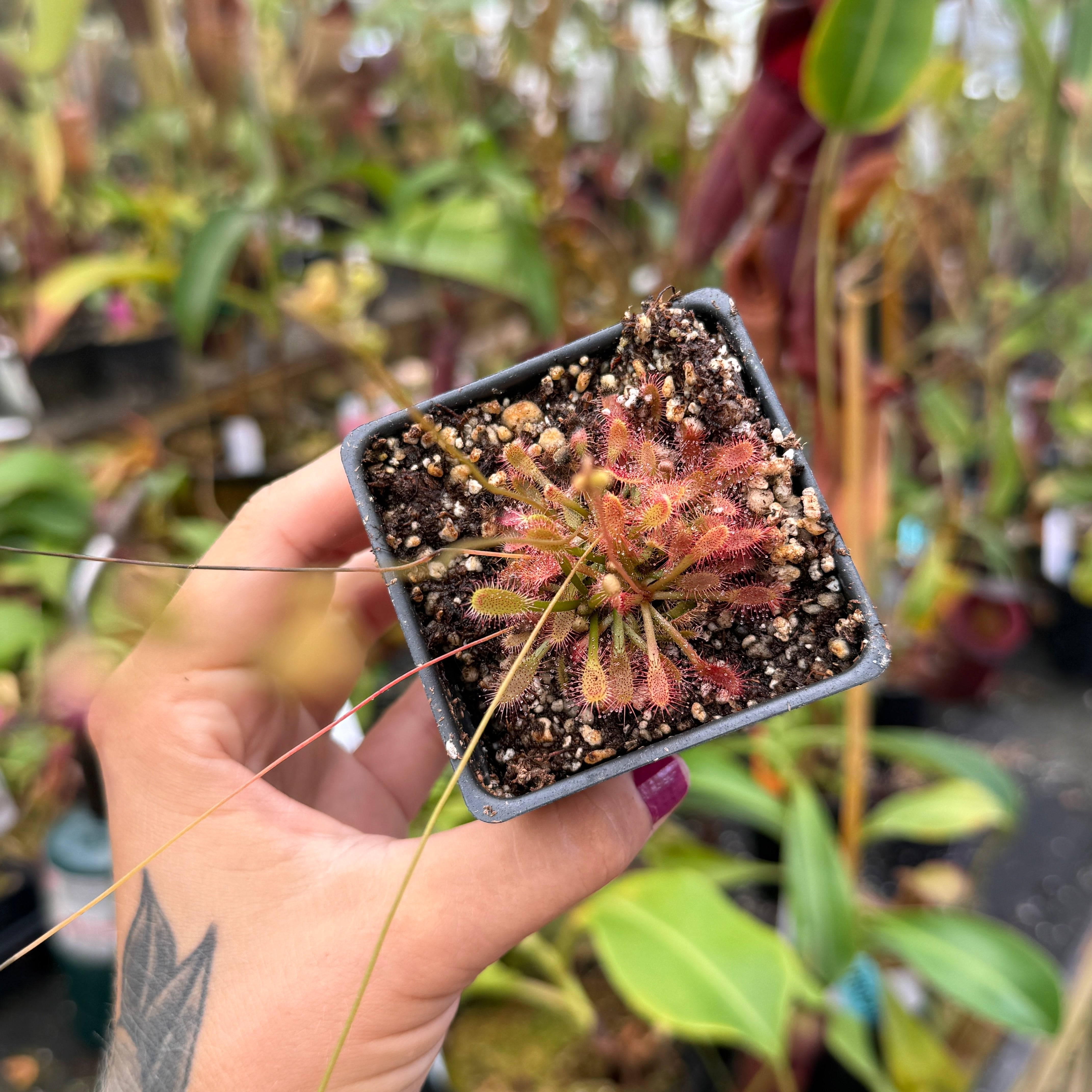 Planetware チューニングフォーク (venus) 約20cm Carnivero | Carnivorous Plants for Everyone