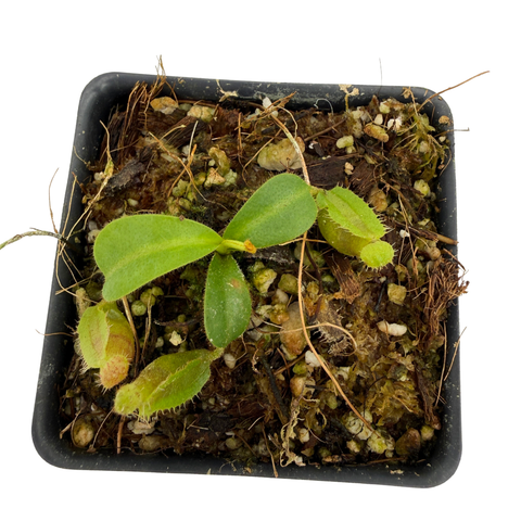 Nepenthes (lowii x truncata) x veitchii 'Candy Dreams', CAR-1194