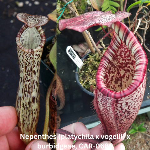 Two Nepenthes seed pod hybrids, a tall speckled brown pitcher and a pink striped pitcher.