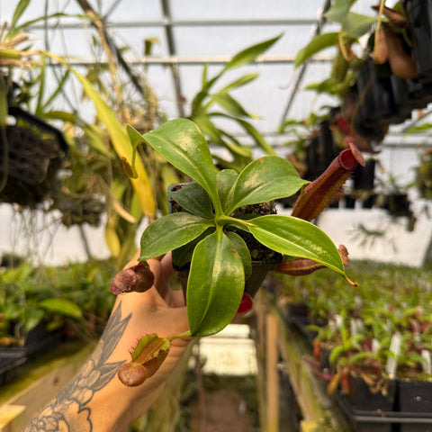 top view of a medium sized nepenthes with purple pitchers 
