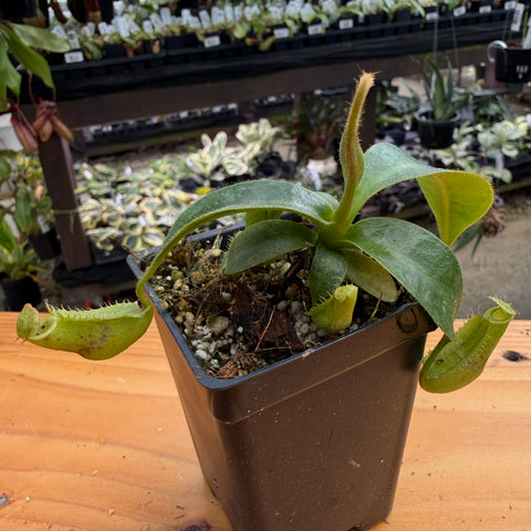 A potted carnivorous pitcher plant on a wooden table in a nursery, with other plants and pots blurred in the background.