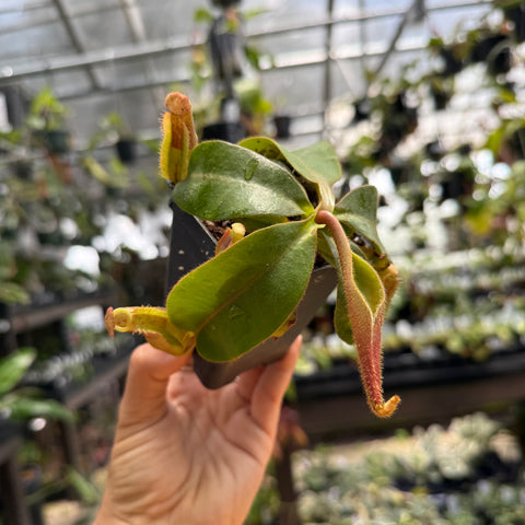 Nepenthes [(Rokko x boschiana) x veitchii] x veitchii CK striped, CAR-1218