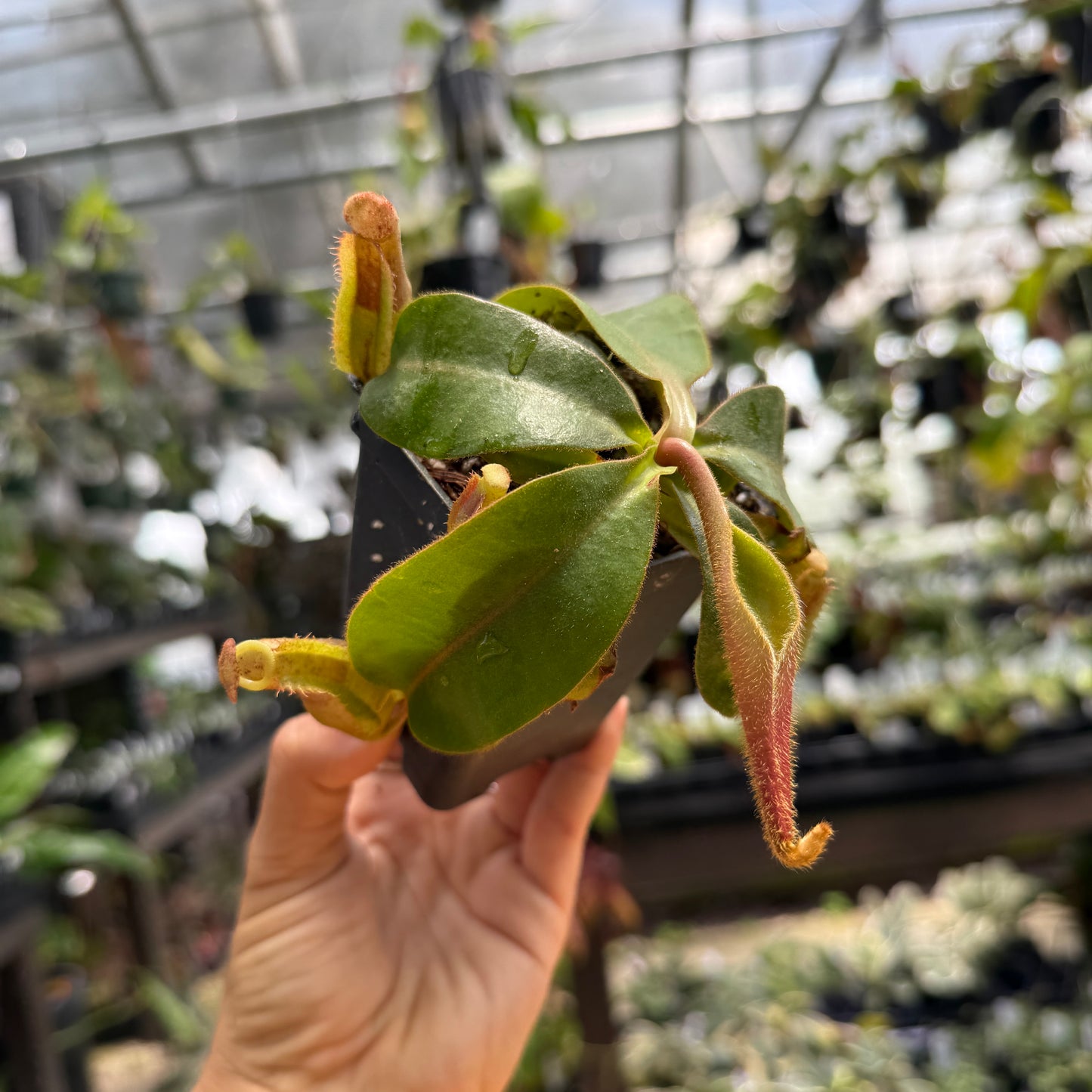 Nepenthes [(Rokko x boschiana) x veitchii] x veitchii CK striped, CAR-1218