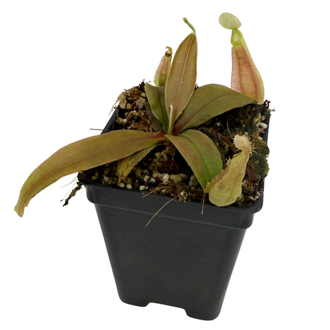 nepenthes in a black pot against a white background