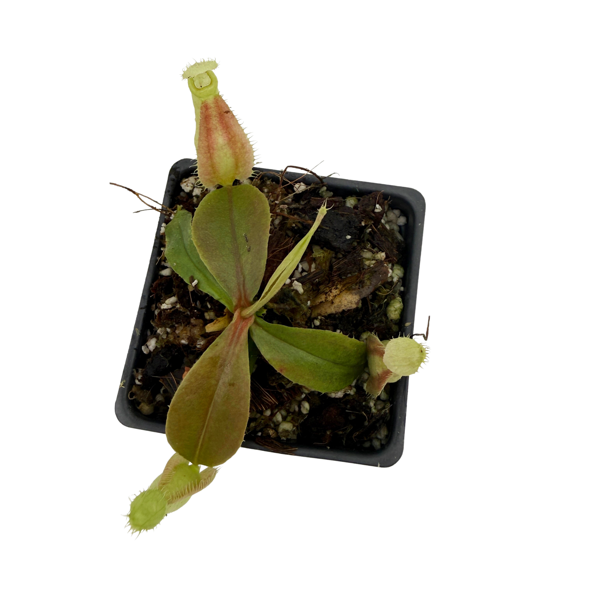 Nepenthes rafflesiana x Trusmadiensis, CAR-1229 – Carnivero