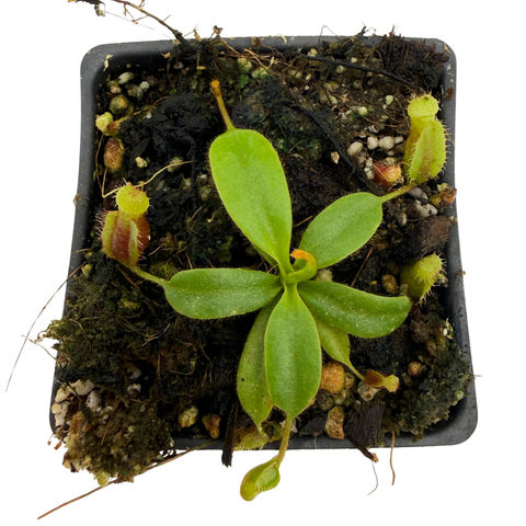 Small carnivorous plant with traps in a pot on a white background