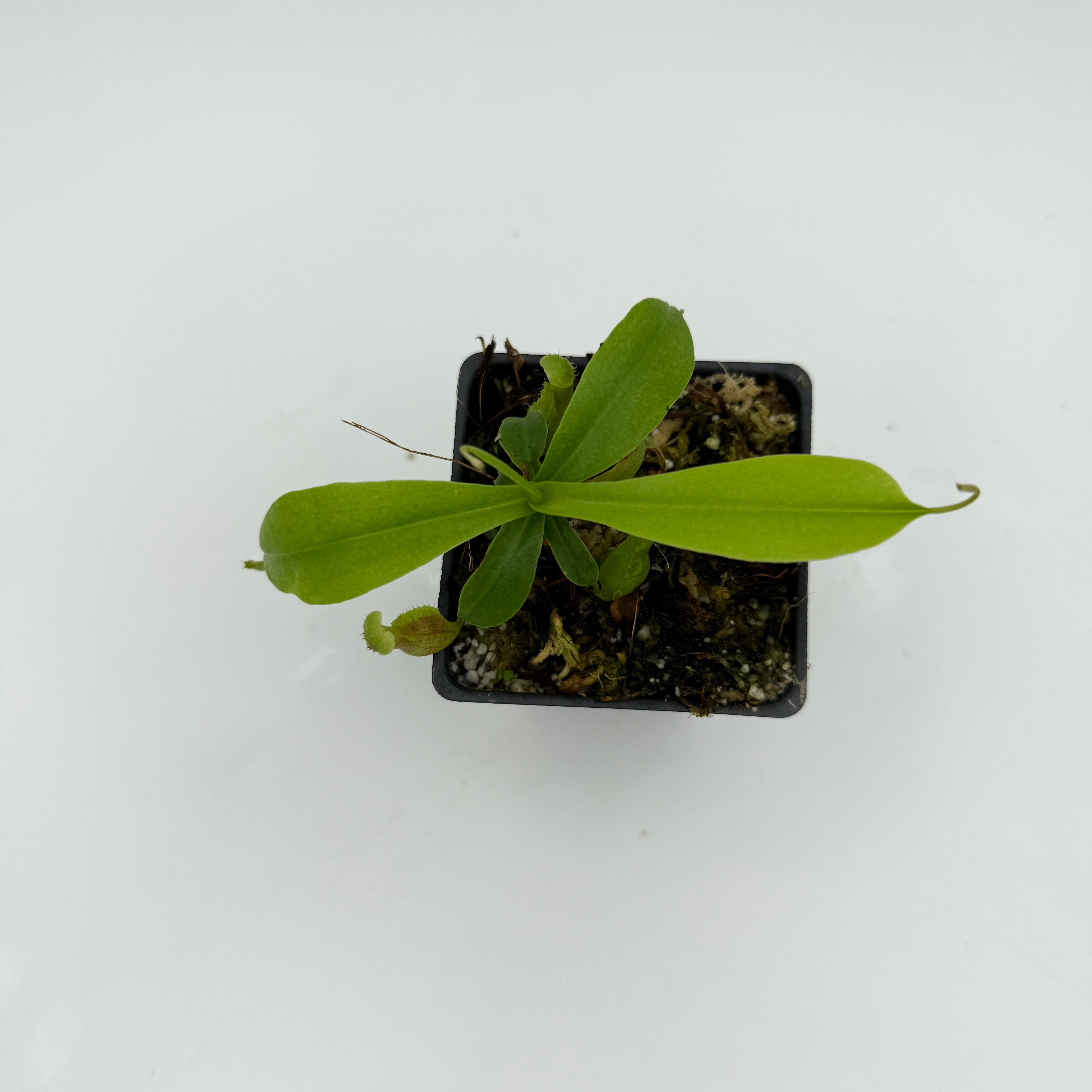 Nepenthes singalana Tujuh x (ventricosa x sibuyanensis) F2, CAR