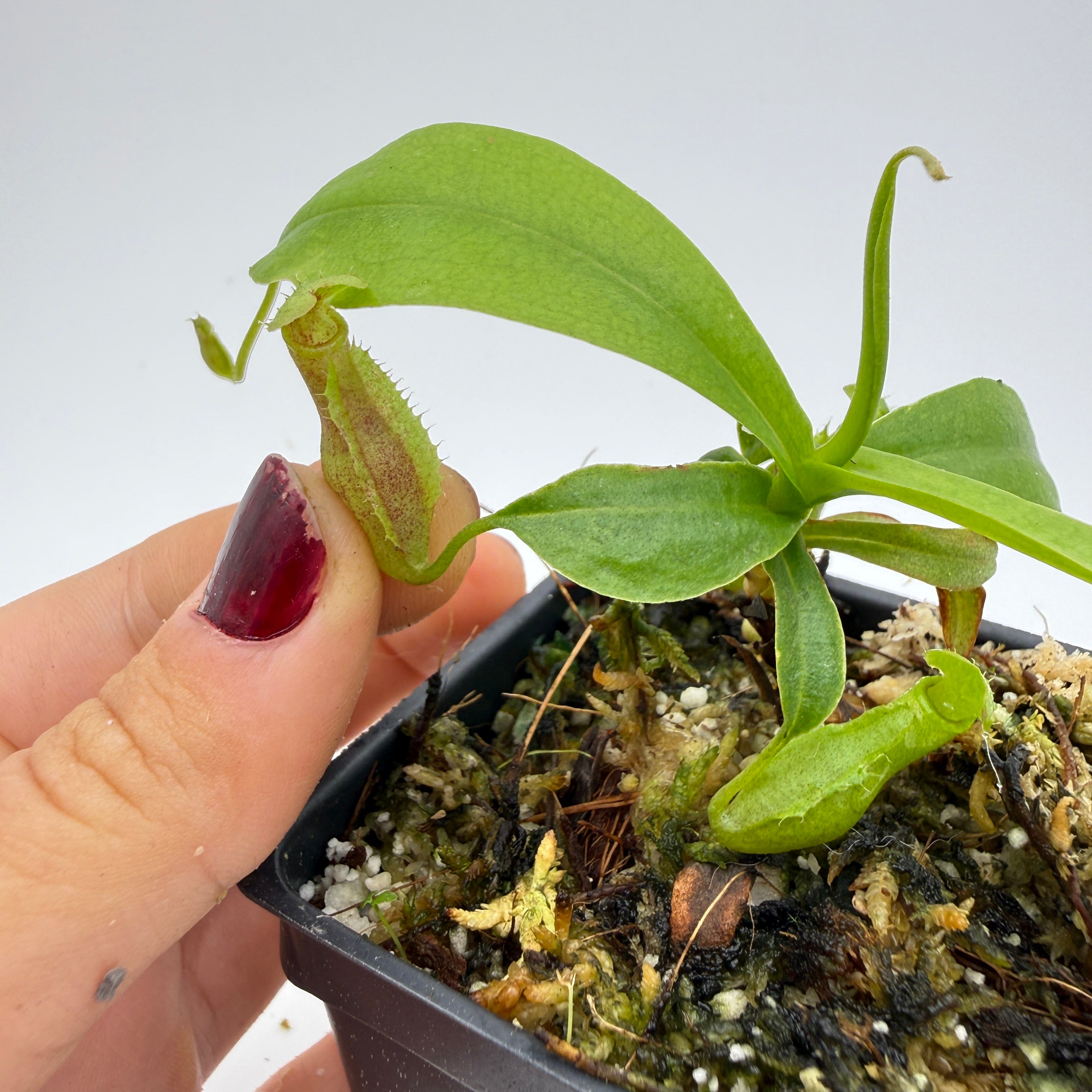 Nepenthes singalana Tujuh x (ventricosa x sibuyanensis) F2, CAR