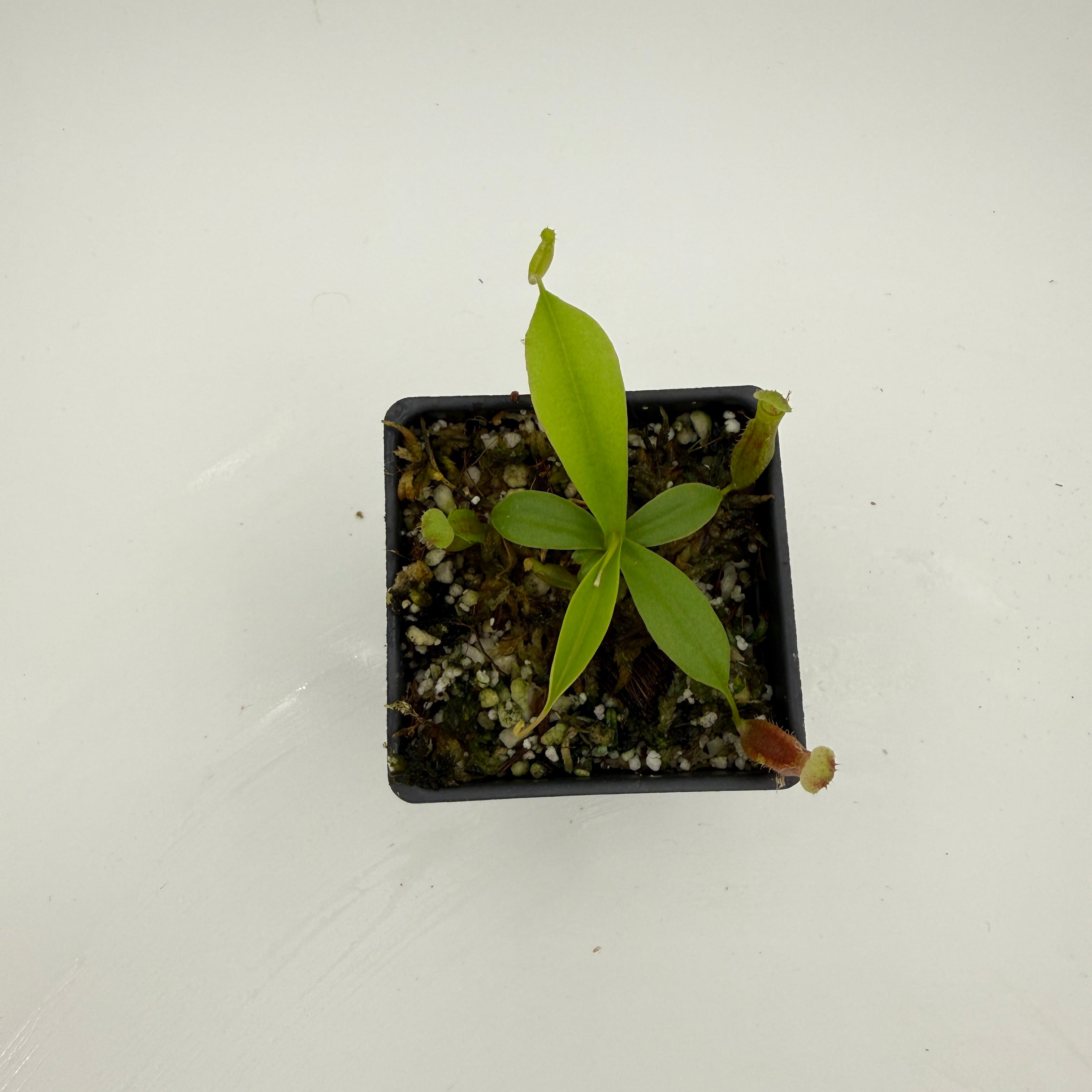 Nepenthes singalana Tujuh x (ventricosa x sibuyanensis) F2, CAR