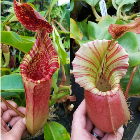 Pair of Nepenthes Cobra hybrid pitchers, left with red hood and striped rim, right pale with red stripes