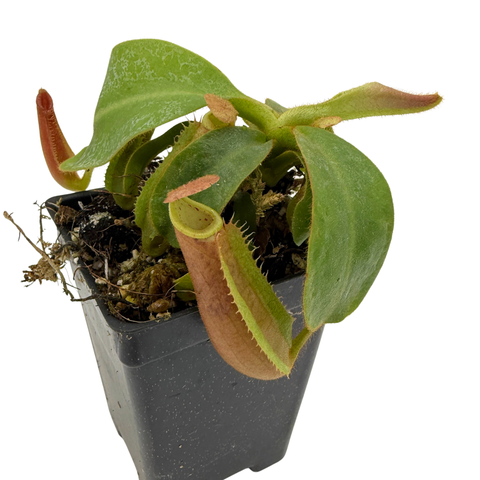 Nepenthes veitchii (Murud x Candy)-Best x [(ventricosa x sibuyanensis) x Trusmadiensis]-clone B, CAR-1249