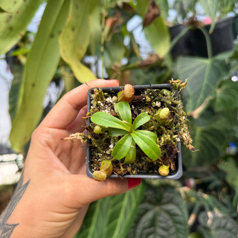 top view of an extra small nepenthes 