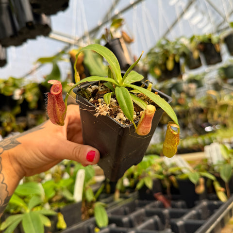 hand holding black potted nepenthes 